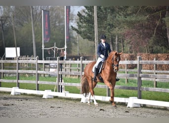 KWPN, Merrie, 14 Jaar, 168 cm, Vos