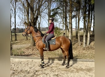 KWPN, Merrie, 14 Jaar, 169 cm, Bruin
