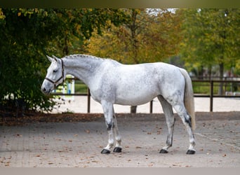 KWPN, Merrie, 14 Jaar, 169 cm, Schimmel