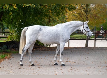 KWPN, Merrie, 14 Jaar, 169 cm, Schimmel