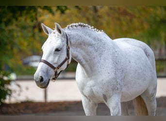 KWPN, Merrie, 14 Jaar, 169 cm, Schimmel