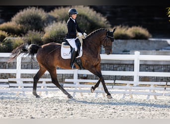 KWPN, Merrie, 14 Jaar, 170 cm, Bruin
