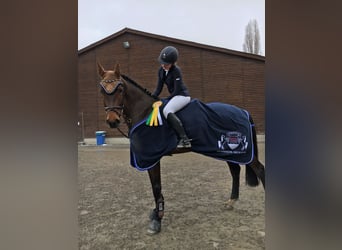 KWPN, Merrie, 14 Jaar, 174 cm, Donkerbruin