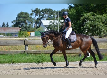KWPN, Merrie, 14 Jaar, 174 cm, Donkerbruin