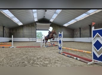 KWPN, Merrie, 14 Jaar, 174 cm, Vos