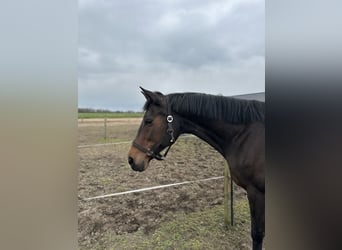 KWPN, Merrie, 14 Jaar, 175 cm, Bruin