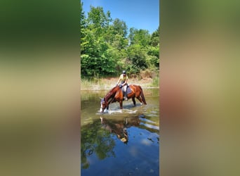 KWPN, Merrie, 14 Jaar, 175 cm, Roodvos