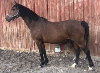KWPN, Merrie, 15 Jaar, 160 cm, Roodbruin