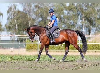 KWPN, Merrie, 15 Jaar, 162 cm, Donkerbruin