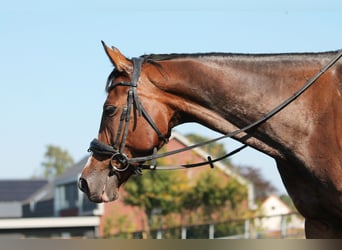 KWPN, Merrie, 15 Jaar, 162 cm, Donkerbruin