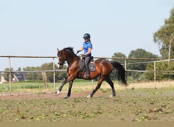 KWPN, Merrie, 15 Jaar, 162 cm, Donkerbruin