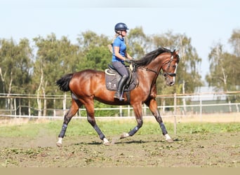 KWPN, Merrie, 15 Jaar, 162 cm, Donkerbruin