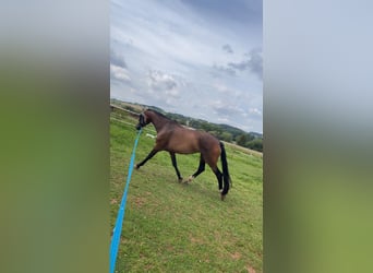 KWPN, Merrie, 15 Jaar, 162 cm, Donkerbruin