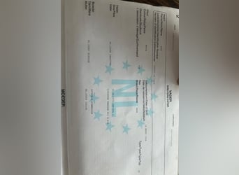 KWPN, Merrie, 15 Jaar, 163 cm, Bruin