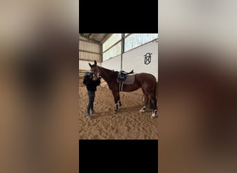 KWPN, Merrie, 15 Jaar, 163 cm, Donkerbruin