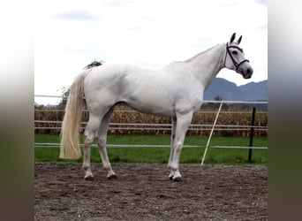 KWPN, Merrie, 15 Jaar, 163 cm, Schimmel