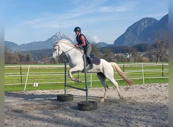 KWPN, Merrie, 15 Jaar, 163 cm, Schimmel