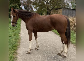 KWPN, Merrie, 15 Jaar, 163 cm, Vos