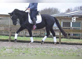 KWPN, Merrie, 15 Jaar, 163 cm, Zwart