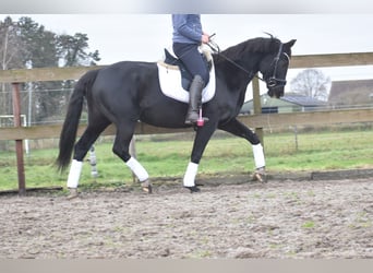 KWPN, Merrie, 15 Jaar, 163 cm, Zwart