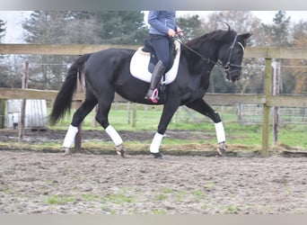 KWPN, Merrie, 15 Jaar, 163 cm, Zwart