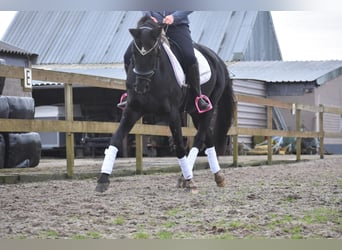 KWPN, Merrie, 15 Jaar, 163 cm, Zwart