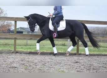 KWPN, Merrie, 15 Jaar, 163 cm, Zwart