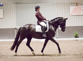 KWPN, Merrie, 15 Jaar, 163 cm, Zwart