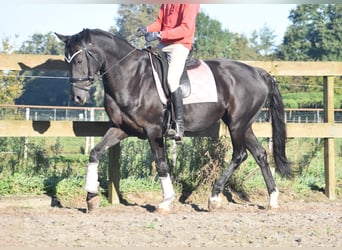 KWPN, Merrie, 15 Jaar, 163 cm, Zwart