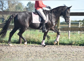 KWPN, Merrie, 15 Jaar, 163 cm, Zwart