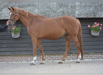 KWPN, Merrie, 15 Jaar, 164 cm, Vos