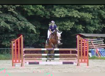 KWPN, Merrie, 15 Jaar, 165 cm, Bruin