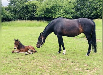 KWPN, Merrie, 15 Jaar, 165 cm, Donkerbruin