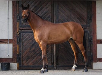 KWPN, Merrie, 15 Jaar, 165 cm, Roodbruin