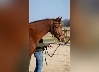 KWPN, Merrie, 15 Jaar, 165 cm, Vos