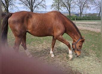 KWPN, Merrie, 15 Jaar, 165 cm, Vos