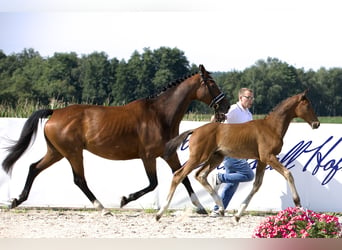 KWPN, Merrie, 15 Jaar, 166 cm, Bruin