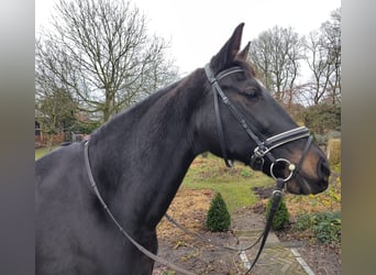 KWPN, Merrie, 15 Jaar, 167 cm, Zwartbruin