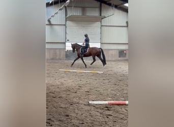 KWPN, Merrie, 15 Jaar, 168 cm, Donkerbruin