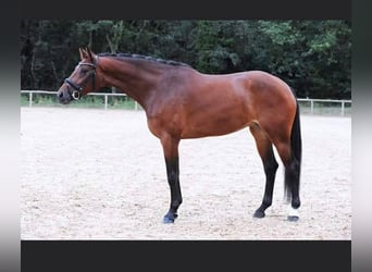 KWPN, Merrie, 15 Jaar, 170 cm, Bruin