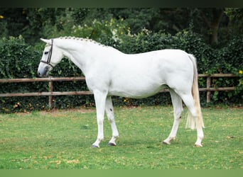 KWPN, Merrie, 15 Jaar, Schimmel