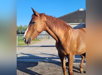 KWPN, Merrie, 16 Jaar, 158 cm, Vos