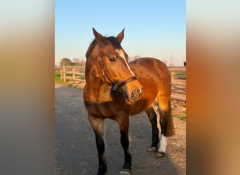 KWPN, Merrie, 16 Jaar, 160 cm, Bruin