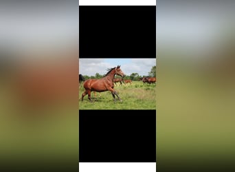KWPN, Merrie, 16 Jaar, 162 cm, Bruin