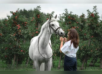 KWPN, Merrie, 16 Jaar, 162 cm, Schimmel