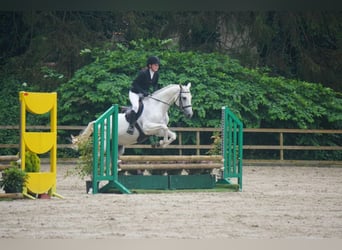 KWPN, Merrie, 16 Jaar, 162 cm, Schimmel