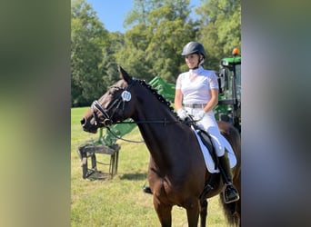 KWPN Mix, Merrie, 16 Jaar, 163 cm, Bruin
