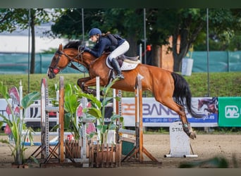 KWPN, Merrie, 16 Jaar, 163 cm, Bruin