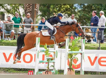 KWPN, Merrie, 16 Jaar, 163 cm, Bruin