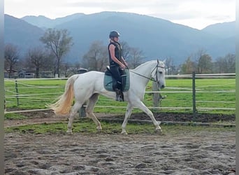 KWPN, Merrie, 16 Jaar, 163 cm, Schimmel